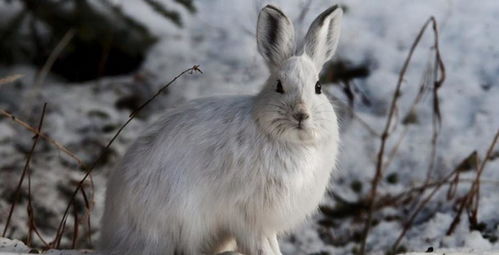 北极有兔子,自带 雪地靴 ,吃草 吃肉 吃羽毛