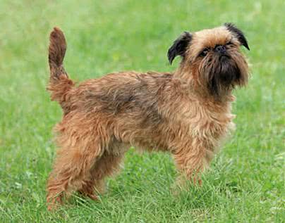 星球大战丘巴卡的原型,看着眼熟但罕见的犬种,布鲁塞尔格林芬犬