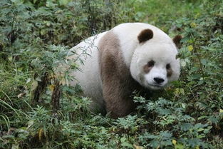 全球唯一棕色大熊猫曝光 快要变成 奶油巧克力熊