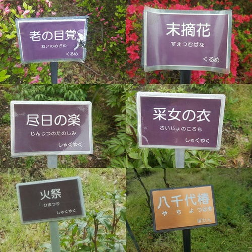 逛植物园,这些花的名字也太好听了吧 