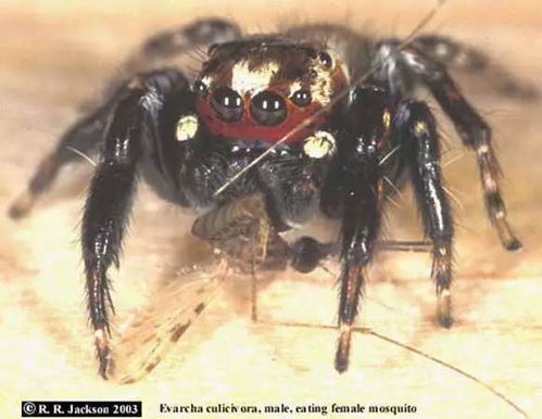 12 个蜘蛛冷知识,吃蟑螂还能治阳痿,想养一只了怎么办 