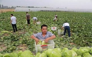 赔 赔 赔 目前家庭农场主普遍亏损的根源是什么 农民借债2万种大蒜反赔1万,七旬老母亲蒜堆前痛哭