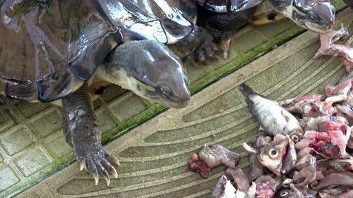 在池塘抓起半桶鱼和一条大黄鳝,拿回去喂乌龟,种龟有口福了 