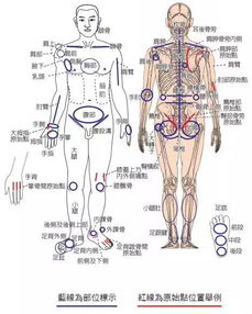 身体各个部位详细名称 信息图文欣赏 信息村 K0w0m Com