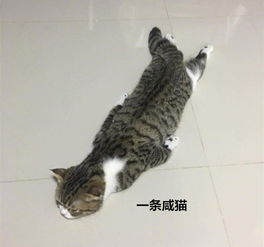 猫咪瘫成咸鱼,主人绕到正面一看 小丫头片子还有两副面孔呢