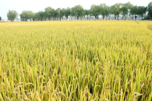 上海都市稻田里的稻子熟了,稻穗沉甸甸金灿灿丰收在望