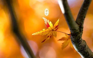 秋分前一个节气是什么,「二十四节气·秋分」秋分曾是传统的“祭月节”