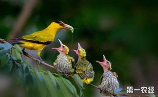 黄鹂是国家保护动物吗 黄鹂鸟怎么分公母 