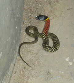 谁能帮我个忙,5种颜色的蛇叫什么名字 