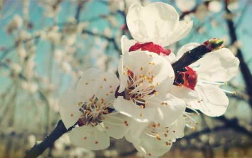 春暖花开桌面壁纸 