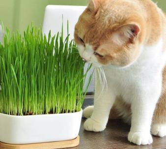 常见五种植物,对猫来说简直是致命毒药,进来了解下吧