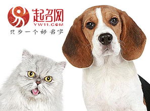 大气上档次的宠物猫名字,猫奴们快来挑一个吧