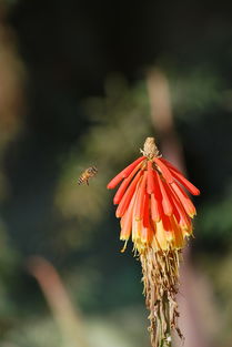 蜜蜂,花,春,植物,红色,开花 