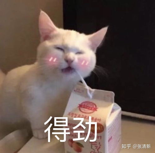 用猫做头像的男生是怎样的心理 