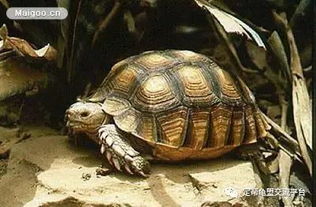 十大最难养殖的陆龟排行