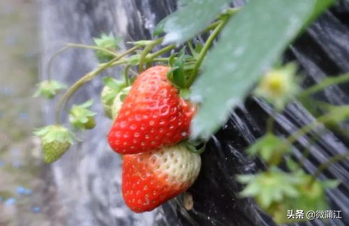 草莓季来了 草莓采摘攻略新鲜出炉 赶紧收藏
