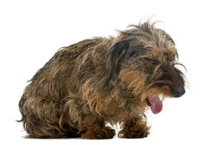 狗狗的肺炎是怎么回事 主人该如何进行预防 关于狗狗肺炎的知识