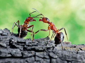蚂蚁是怎样进行信息交流的 