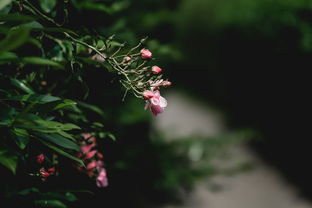 什么边野草花——探寻边缘与野性之美，什么边野草花什么口夕阳斜填地名