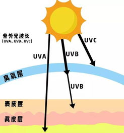 UVT多少钱一个,uva和uvb,uvc的区别