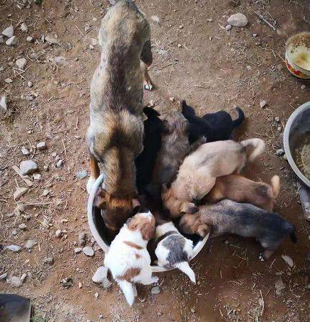 从 屠宰场 救回来的数千只流浪狗饥荒中,急需救助