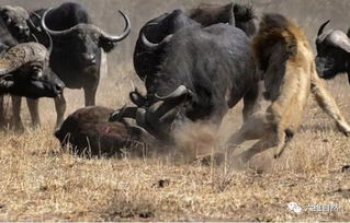 两雄狮嚣张到敢在牛群前捕食小牛,野牛群大军能忍 