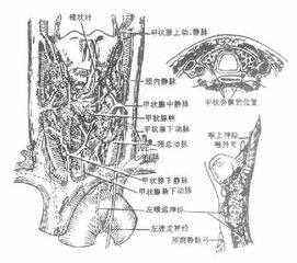 第三军医大学第二附属医院-新桥医院