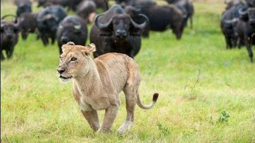 一群非洲水牛和狮子打群架,狮群的表现太挫了 