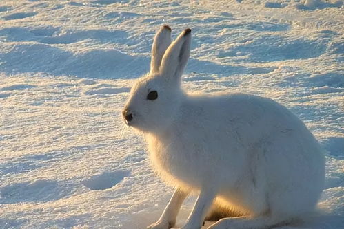 兔年说兔 我国共有20种兔,最为珍贵的是哪一种