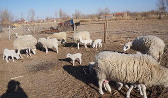 农村养羊赚钱吗