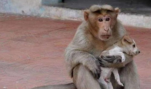 猴子救起一只幼犬,当孩子饲养,却被指责是拿狗狗当玩具