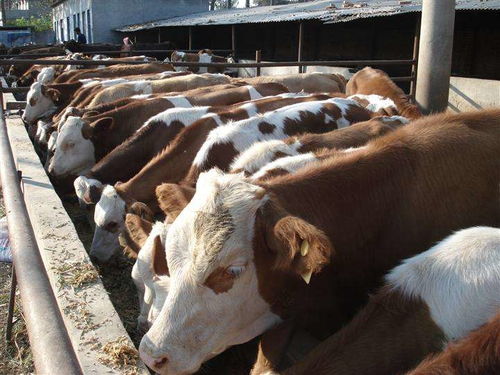 肉牛的养殖技术及管理要点,牛的养殖技术及饲养方法