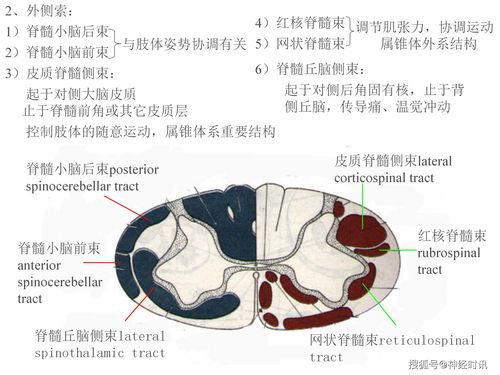 人体解剖学 神经系统