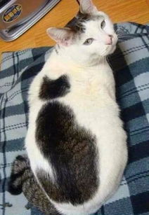 黑猫加白猫生出来的猫是什么颜色 让这只奇异花色的猫告诉你 