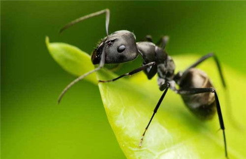 家里有蚂蚁是不好的征兆吗 如何快速除去家中的蚂蚁