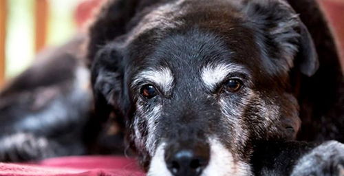 忠犬活了30年,堪称世界最长寿的狗狗,它的传奇一生令人感动 