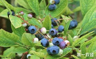 该如何种植蓝莓 蓝莓的种植条件与技术