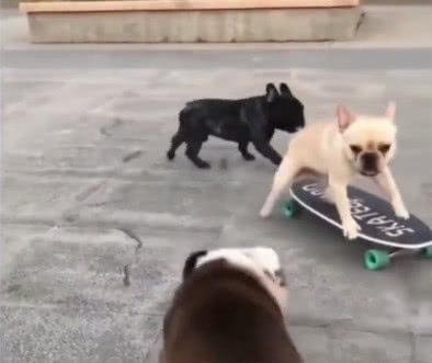 狗妈妈带着小奶狗玩滑板接力赛,看到最后网友假牙都笑掉了