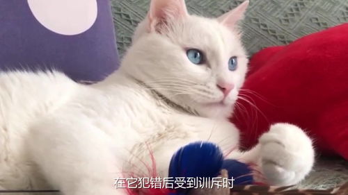 猫咪知错的表现 