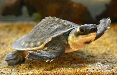 什么龟可以和鱼混养 猪鼻龟的饲养方法