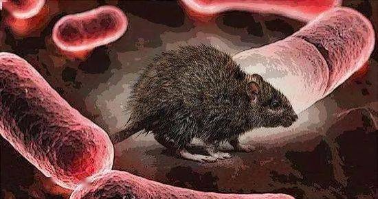 宁夏银川报告1例输入性鼠疫病例 人是怎么感染鼠疫的