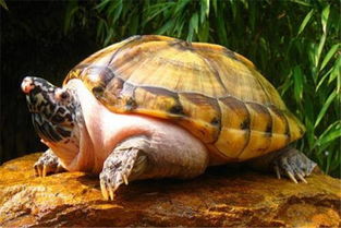 地球上10大乌龟,牟氏龟濒临灭绝,枯叶龟肉食动物,你养过吗