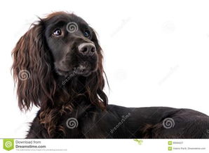 小黑四眼狗是什么品种 