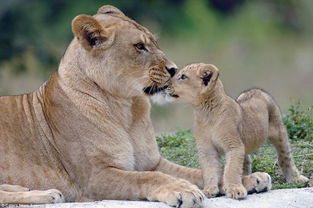 催人泪下母子情 雌狮离世前与幼子最后拥抱