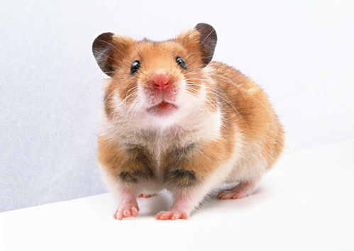 老鼠动物世界高清动物特写摄影素材图片 模板下载 1.43MB 其他大全 其他 