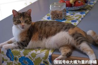 防止猫 入侵 厨房的4种方法,直接关门是下策,你会怎么做呢