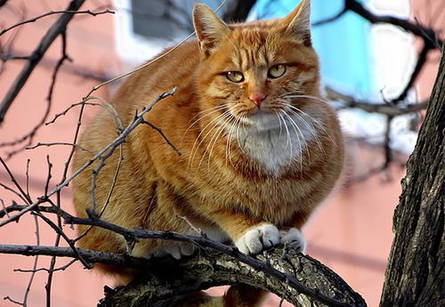 老人救下流浪猫,流浪猫跑出家门,老人追出去遭遇车祸