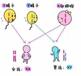 清宫表预测真的准吗 生男生女3大谣言 你信了吗 