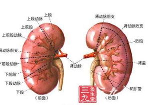 肾小球硬化的病因 