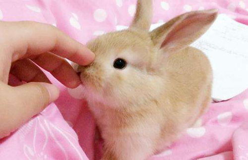 兔子挠耳朵之后甩头,兔子甩头一定是耳螨